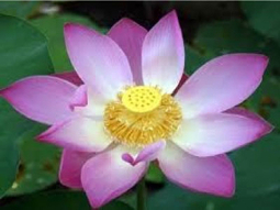 Book a Massage Appointment